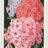 Phlox.