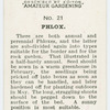 Phlox.