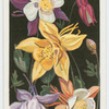 Columbines.