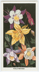 Columbines.