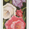 Canterbury bells.