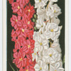 Larkspurs.