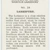 Larkspurs.