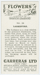 Larkspurs.