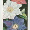 Clematis.
