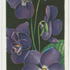 Violets.