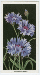 Cornflowers.