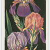 Iris.