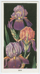 Iris.