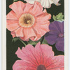 Petunias.