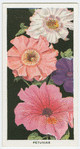 Petunias.