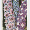 Delphiniums.
