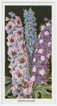 Delphiniums.
