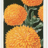 Marigolds.