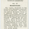 Marigolds.