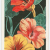Nasturtiums.