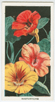 Nasturtiums.