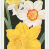 Narcissus.
