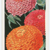 Zinnias.