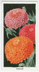 Zinnias.