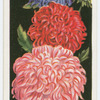 Asters.