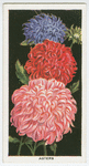 Asters.