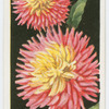 Dahlias.
