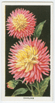 Dahlias.