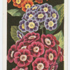Auriculas.