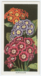 Auriculas.