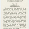 Auriculas.