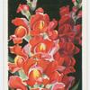 Antirrhinums.