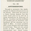 Antirrhinums.
