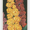 Wallflowers.