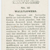 Wallflowers.