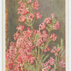 Erica walkeria.