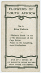Erica walkeria.