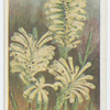 Erica sessiliflora.
