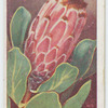 Protea speciosa.