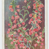 Erica propendens.