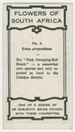 Erica propendens.
