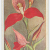 Disa uniflora.