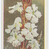 Harveya capensis.