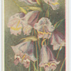 Gladiolus spathaceus.
