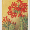 Rochea coccinea.
