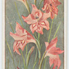 Gladiolus inflatus.