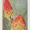Kniphofia aloides.