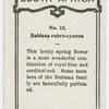 Babiana rubro-cyanea.