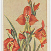 Gladiolus slatus.