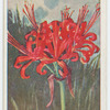 Nerine sarniensis.